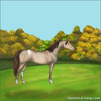 Horse Color:Sable Champagne Dun Appaloosa