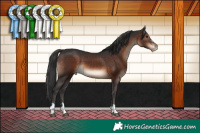 Horse Color:Brown Appaloosa