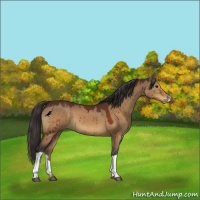 Horse Color:Brown Dun Varnish Brindle 