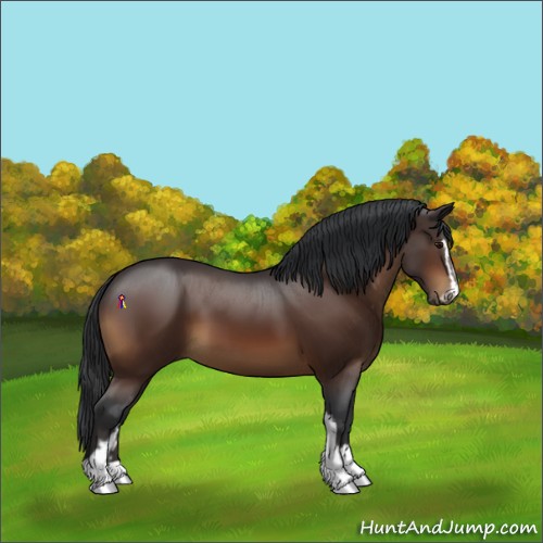 Horse Color:Brown Sabino