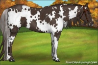 Horse Color:White Spotted Liver Chestnut
