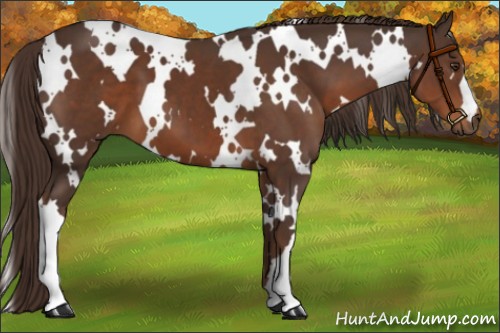 Horse Color:White Spotted Liver Chestnut 