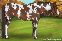 Horse Color:White Spotted Liver Chestnut 