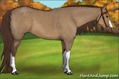 Horse Color:Liver Red Dun 