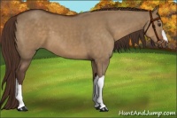 Horse Color:Liver Red Dun 