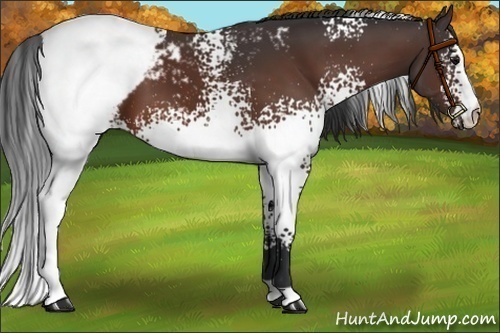 Horse Color:White Spotted Brown Appaloosa