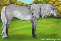 Horse Color:Silver Grullo Chinchilla 