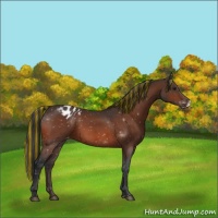Horse Color:Painted Bay Appaloosa