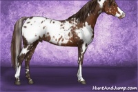 Horse Color:White Spotted Liver Chestnut Blanket Rabicano 