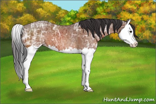 Horse Color:Brown Ice Sabino Splash