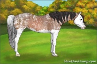 Horse Color:Brown Ice Sabino Splash