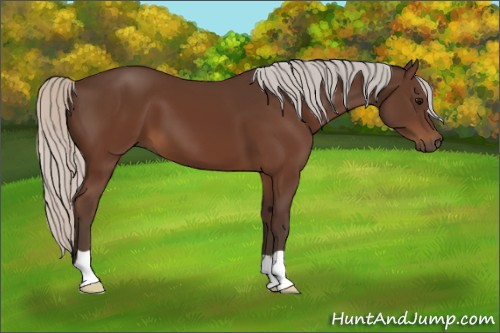 Horse Color:Silver Brown