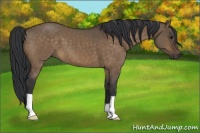 Horse Color:Brown Dun