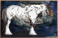 Horse Color:White Spotted Liver Chestnut Blanket