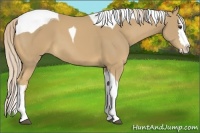 Horse Color:Palomino Splash Tobiano 