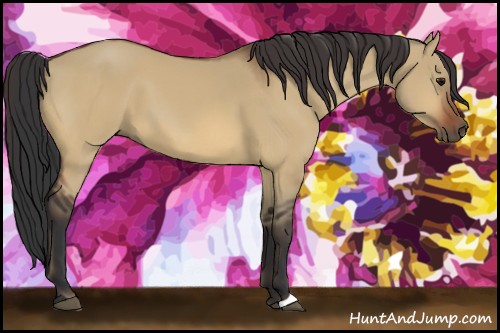 Horse Color:Bay Dun 