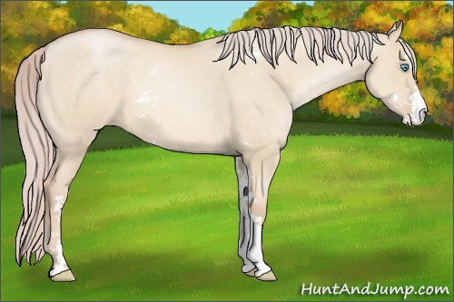 Horse Color:Palomino Pearl Dun Sabino 