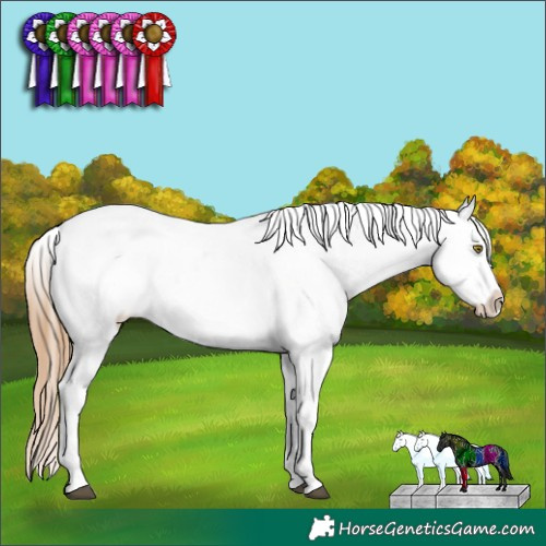 Horse Color:Chestnut Ice Pearl Appaloosa Rabicano 