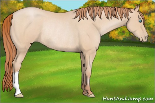Horse Color:Buckskin Pearl Rabicano 