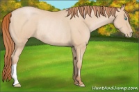 Horse Color:Buckskin Pearl Rabicano 