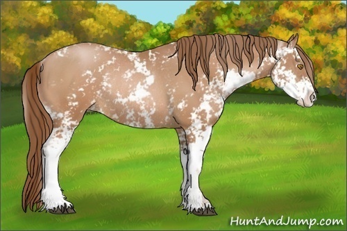 Horse Color:Bay Pearl Sabino Rabicano 