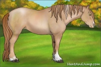 Horse Color:Chestnut Pearl Sabino Rabicano