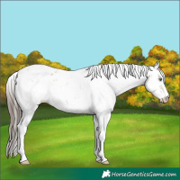Horse Color:Amber Champagne Sabino 