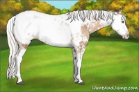 Horse Color:Silver Bay Pearl Sabino Appaloosa Rabicano