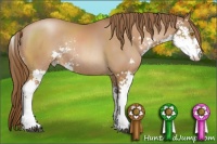 Horse Color:Bay Pearl Sabino Rabicano 