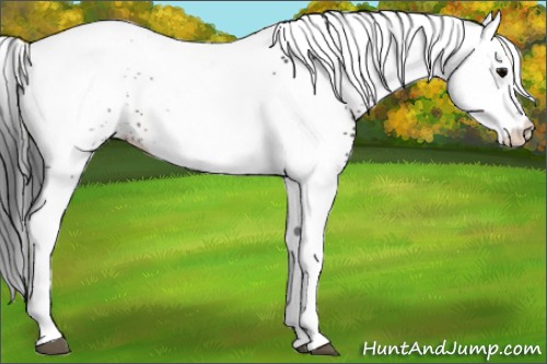 Horse Color:White Spotted Brown Appaloosa Rabicano 