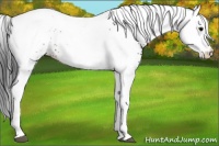 Horse Color:White Spotted Brown Appaloosa Rabicano 