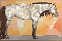 Horse Color:Sable Champagne Dun Appaloosa Rabicano
