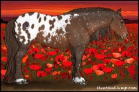 Horse Color:Liver Chestnut Appaloosa
