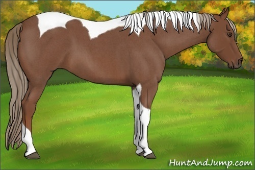Horse Color:Red Roan Tobiano 