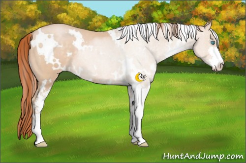 Horse Color:White Spotted Buckskin Pearl Sabino