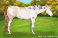 Horse Color:White Spotted Buckskin Pearl Sabino 