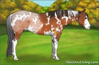 Horse Color:White Spotted Brown Sabino