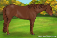 Horse Color:Gray Chestnut 
