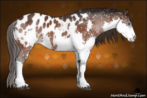 Horse Color:Bay Sabino Splash Appaloosa 