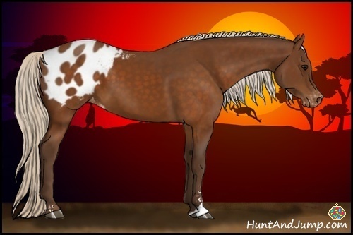 Horse Color:Silver Buckskin Sabino Appaloosa