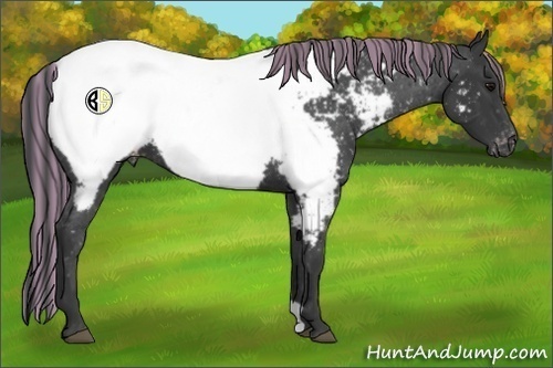 Horse Color:Painted Black Appaloosa 
