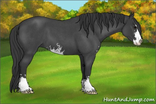 Horse Color:Blue Roan Sabino 
