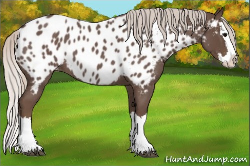 Horse Color:Silver Blue Roan Splash Appaloosa