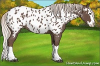 Horse Color:Silver Blue Roan Splash Appaloosa 