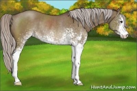 Horse Color:White Spotted Silver Brown Dun Sabino Rabicano