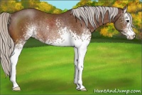 Horse Color:White Spotted Silver Bay Rabicano 