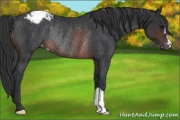 Horse Color:Brown Varnish Rabicano 