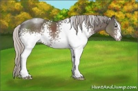Horse Color:White Spotted Silver Black
