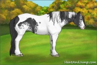 Horse Color:White Spotted Black Tobiano