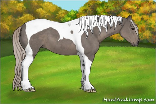 Horse Color:Silver Black Sabino Tobiano